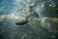 TTArtisan 50mm f2.0 VF f&uuml;r