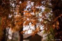 TTArtisan 35mm f1.4 f&uuml;r Leica M Mount silber / silver